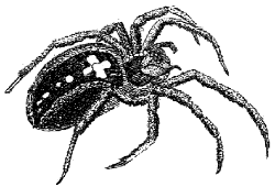 orb weaver