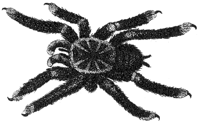 tarantula