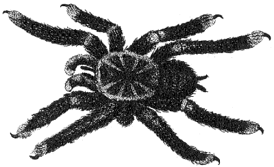 tarantula