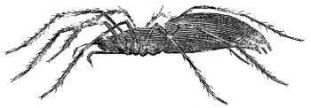 spider