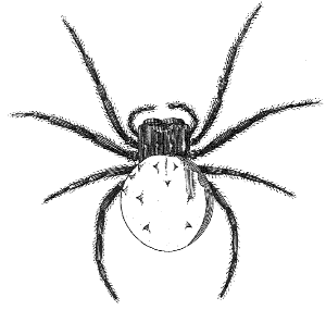 spider