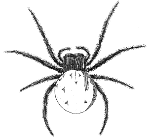 spider