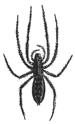 spider