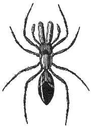 spider