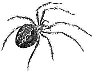 orb weaver