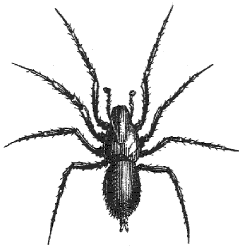 spider