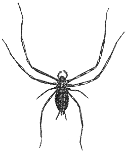 spider