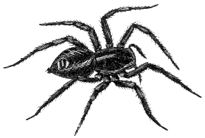 wolf spider