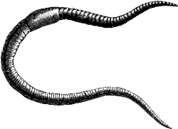 earthworm