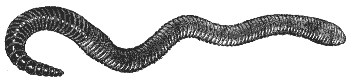earthworm