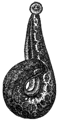 leech