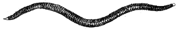 earthworm
