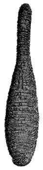 leech