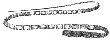 tapeworm
