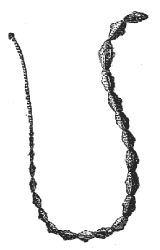 tapeworm