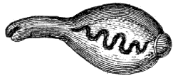 some sort of worm