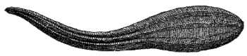 leech