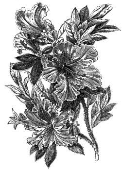 azalea