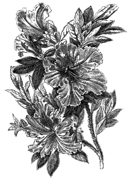 azalea