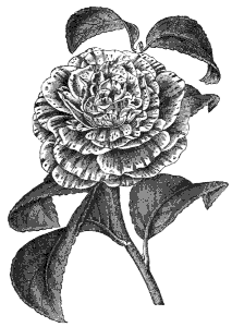 camellia