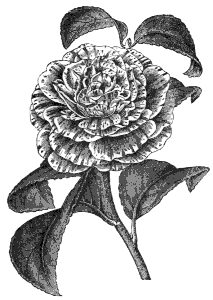 camellia