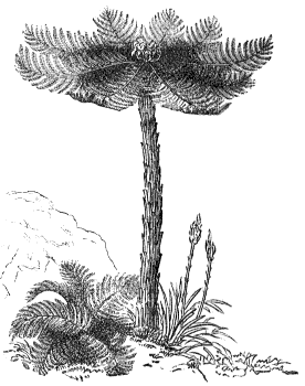 tree fern