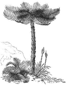 tree fern