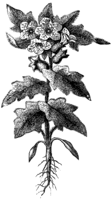 henbane