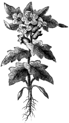 henbane