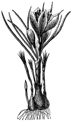 crocus