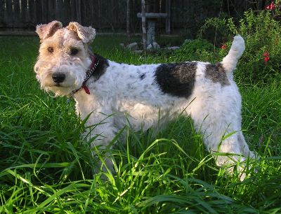 Periwinkle Dynamo Sue, wire fox terrier