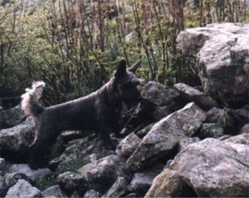 Frisky on rock pile