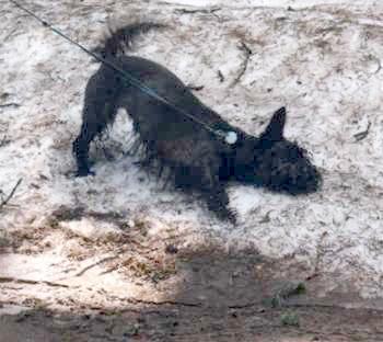 Frisky in muddy snow