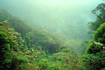 rainforest canopy