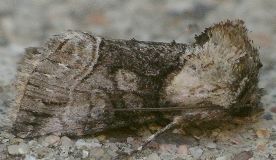 Abrostola microvalis