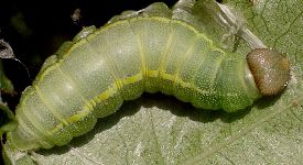 Achylodes thraso larva
