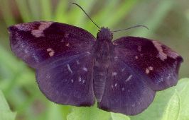 Achylodes thraso male