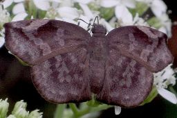 Achylodes thraso female