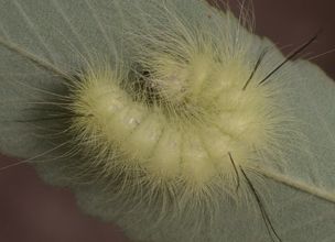 Acronicta americana larva