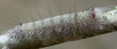 Acronicta lobeliae larva