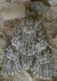 Acronicta rubricoma