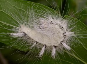 Acronicta rubricoma larva