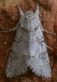 Acronicta tota