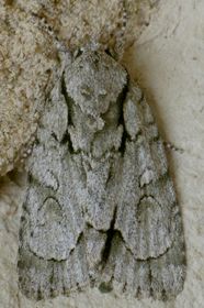 Acronicta vinnula