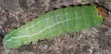 Acronicta vinnula larva