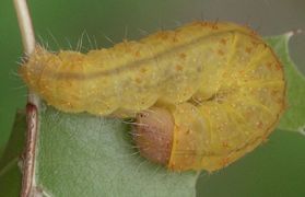 Acronicta sp. larva
