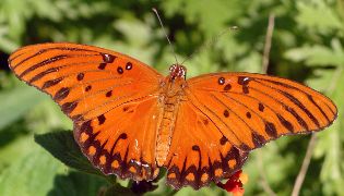 Agraulis vanillae male