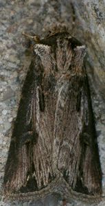 Agrotis venerabilis