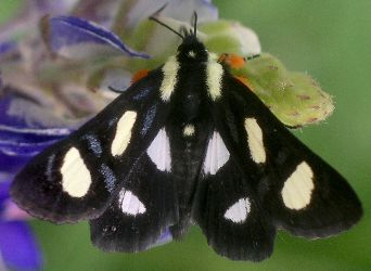 Alypia octomaculata