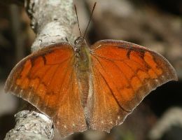 Anaea aidea male